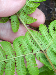 Hypolepis dicksonioides