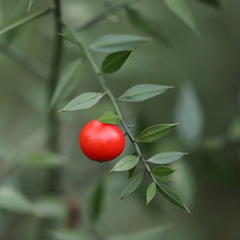 Ruscus aculeatus