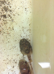 Dasycottus setiger