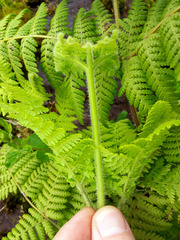 Hypolepis dicksonioides