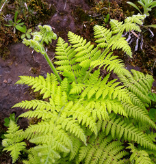 Hypolepis dicksonioides