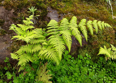 Hypolepis dicksonioides