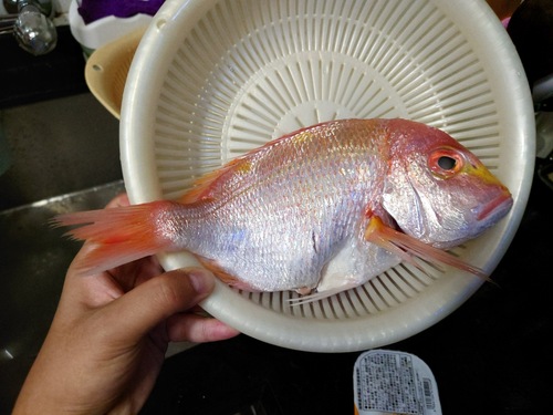 Yellowback seabream (Dentex tumifrons) — Sparidae — 2
