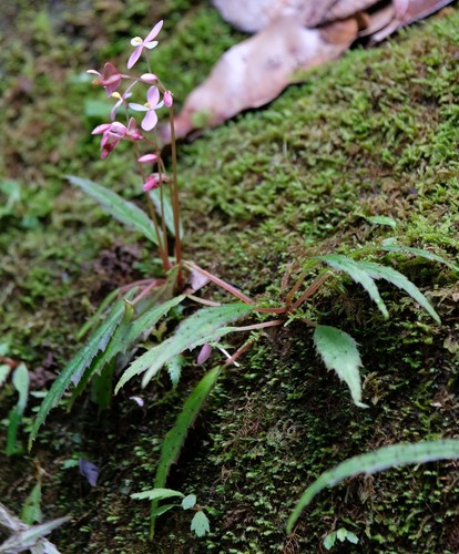 Begonia ambodiforahensis image