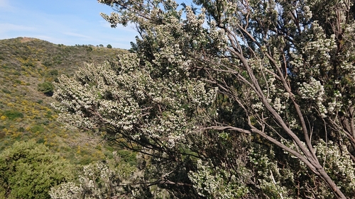 Avistamiento Erica arborea