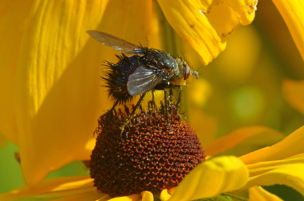 Juriniopsis adusta