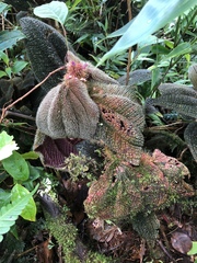 Miconia reflexa