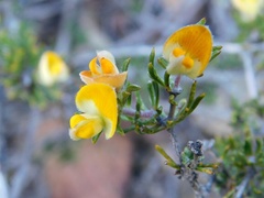 Aspalathus stenophylla