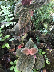 Miconia reflexa