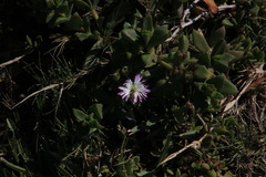 Delosperma patersoniae