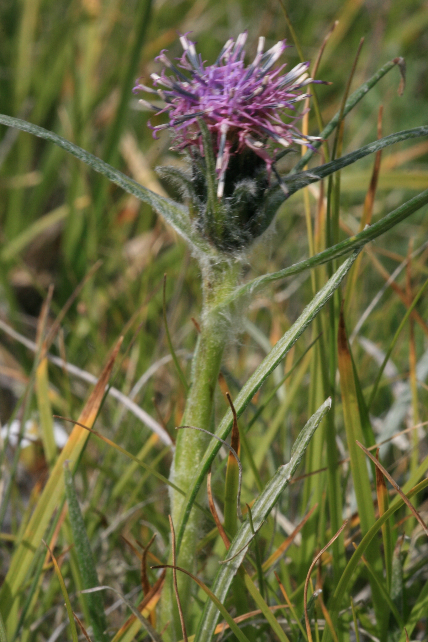 Saussurea