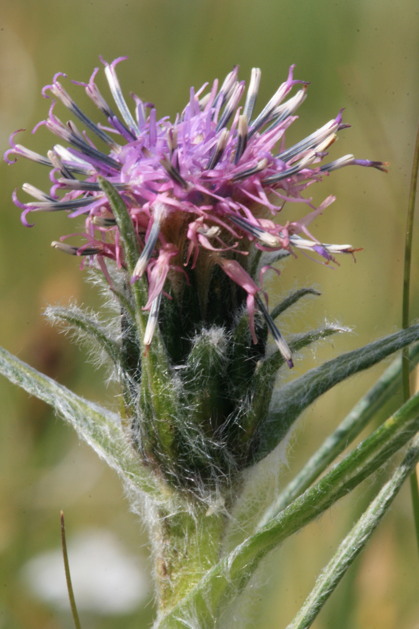 Saussurea