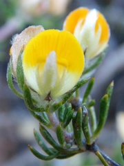 Aspalathus stenophylla