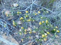 Aspalathus stenophylla