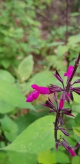 Salvia carnea