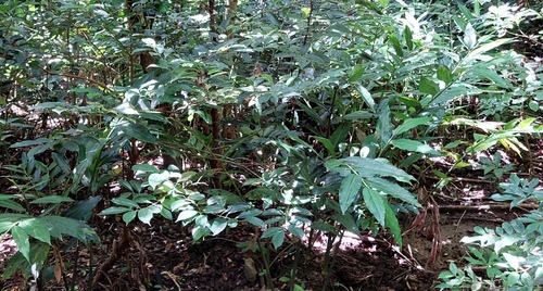 Alpinia flabellata, photograph 1