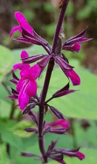 Salvia carnea