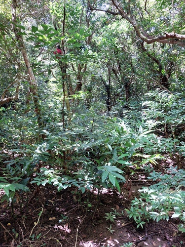 Alpinia flabellata, photograph 2