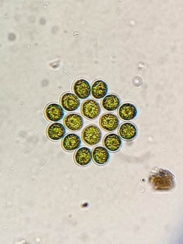 Gonium pectorale O.F.Müll.