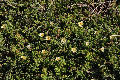 Image of Roepera maritima by (c) Tony Rebelo, some rights reserved (CC BY-SA)