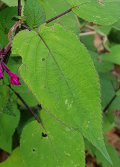 Salvia carnea