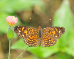 Anthanassa acesas