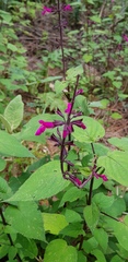 Salvia carnea