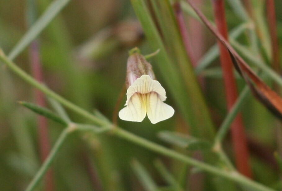 Pearsonia bracteata
