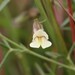 Pearsonia bracteata - Photo (c) Luc Strydom, algunos derechos reservados (CC BY-NC), subido por Luc Strydom
