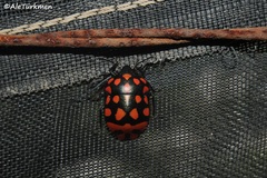 Pachycoris klugii