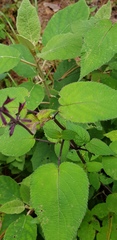 Salvia carnea