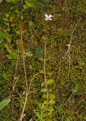 Epilobium rotundifolium