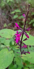 Salvia carnea