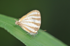 Arawacus lincoides