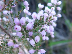 Erica tomentosa