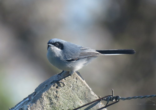 Polioptila dumicola
