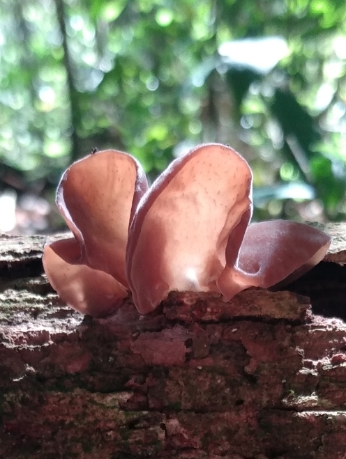 Auricularia fuscosuccinea · March 2023 · photo: © lelacappelli (iNaturalist, cc0)