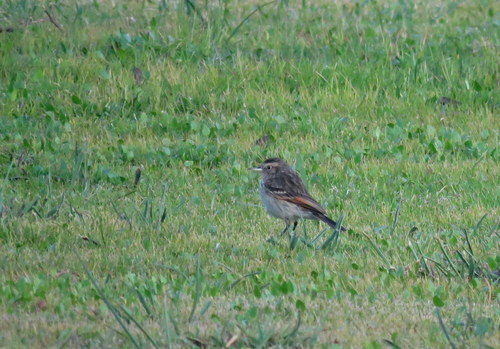 Hymenops perspicillatus