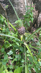 Ananas comosus image