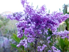 Erica tomentosa