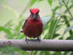 Red Pileated Finch photo 4
