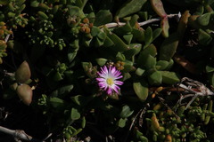 Delosperma patersoniae