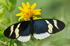 Heliconius eleuchia
