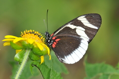 Heliconius eleuchia