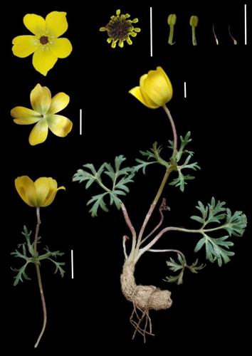 Anemone baissunensis