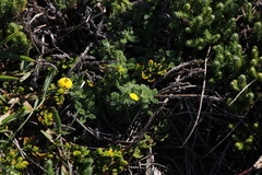 Cotula discolor