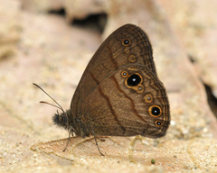 Hermeuptychia harmonia