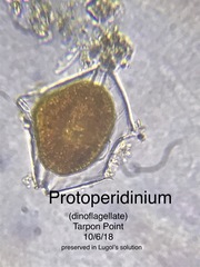 Protoperidinium
