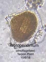 Protoperidinium