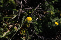 Cotula discolor